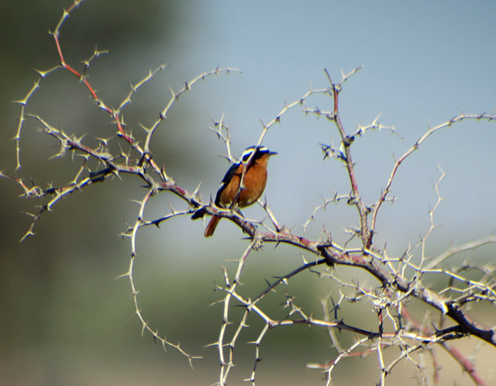 01b_diademrotschwanz_moussiers_redstart_marokko_dez2016_9754