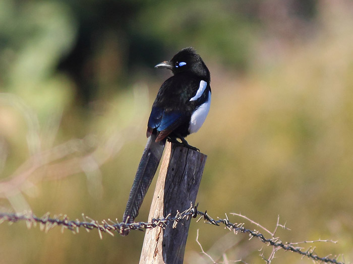 02_blauohrelster_magpie_marokko_dez2016_markus-daehne