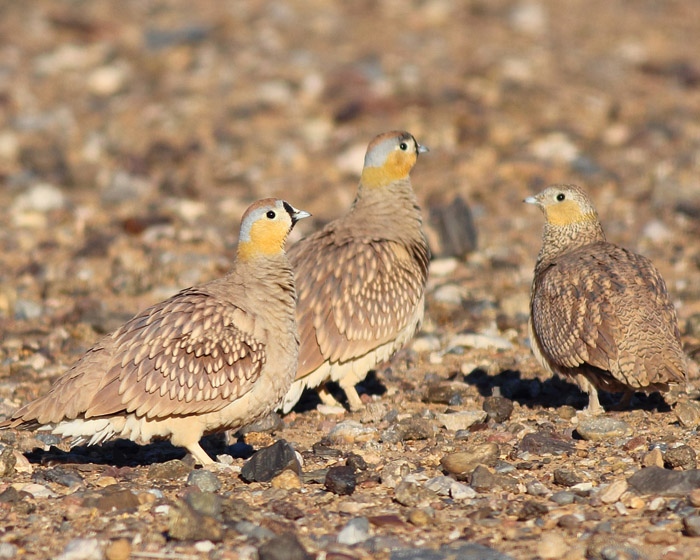 03_kronenflughuhn_crowned-sandgrouse_marokko_jan2017_daehne_084