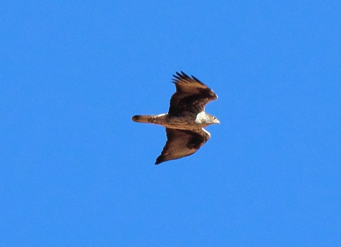 04_habichtsadler_bonellis-eagle_marokko_2016-12-31_daehne_069