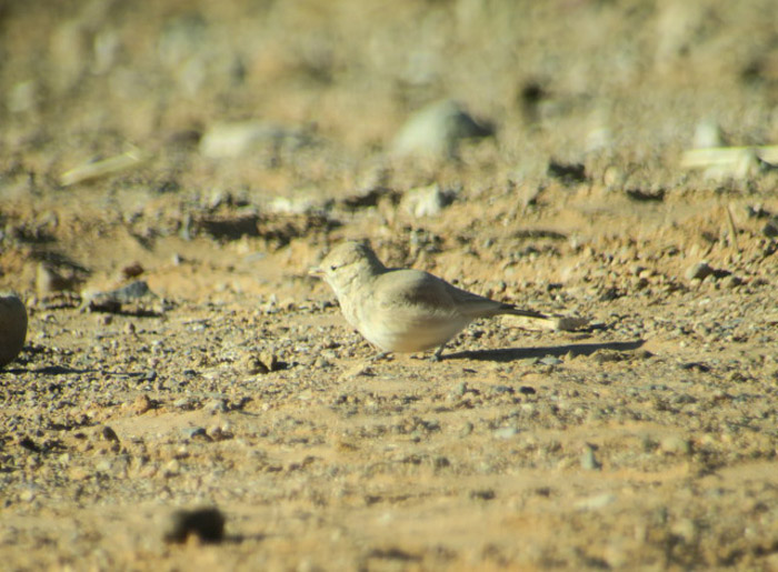 04_sandlerche_bar-tailed-lark_erg-chebbi_marokko_jan2017_1097