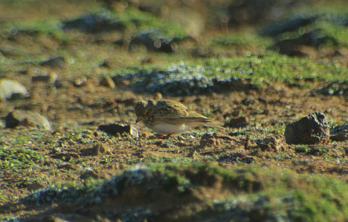 04_stummellerche_lesser-short-toed-lark_boumalne_marokko_2016-12-30_0375