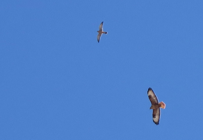 05_adlerbussard_long-legged-buzzard_turmfalke_marokko_2016-12-28_9765