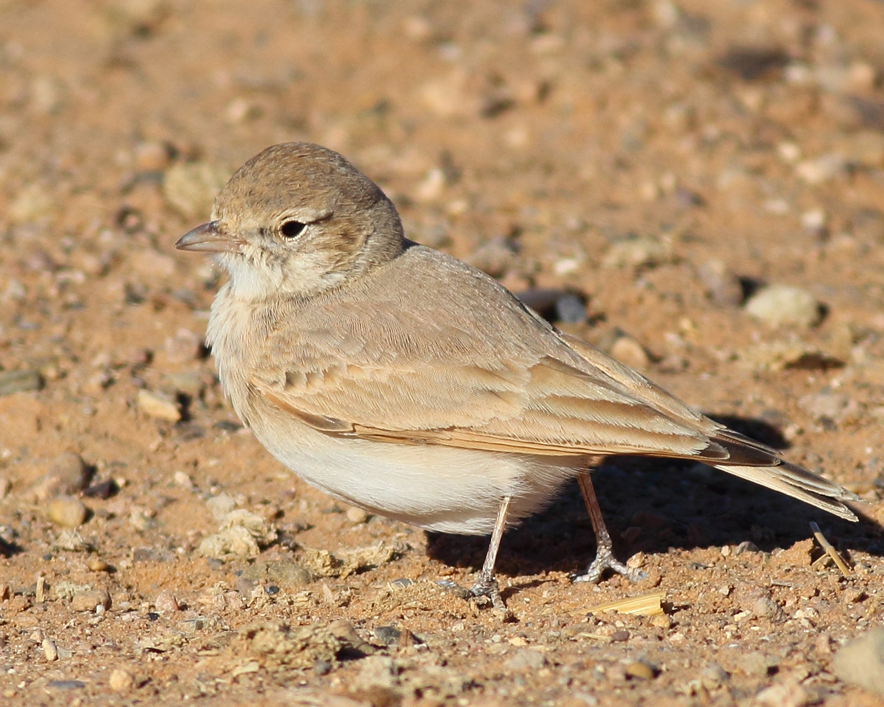 06_sandlerche_bar-tailed-lark_erg-chebbi_marokko_daehne_088