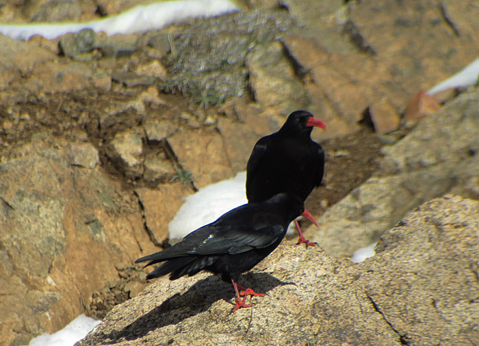 07_alpenkraehe_red-billed-chough_oukaimeden_marokko_2016-12-28_9777