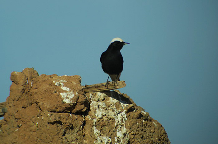 07_saharasteinschmaetzer_white-crowned-wheatear_erg-chebbi_jan17_1144