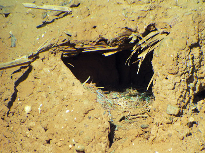 07a_Nest_saharasteinschmaetzer_white-crowned-wheatear_marokko_jan17_1159