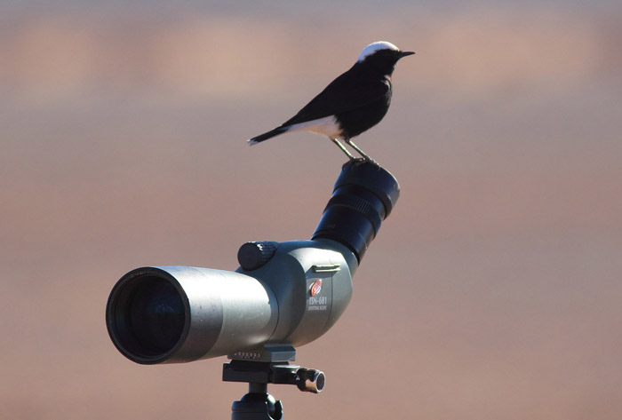 07b_saharasteinschmaetzer_white-crowned-wheatear_marokko_jan17_daehne_095