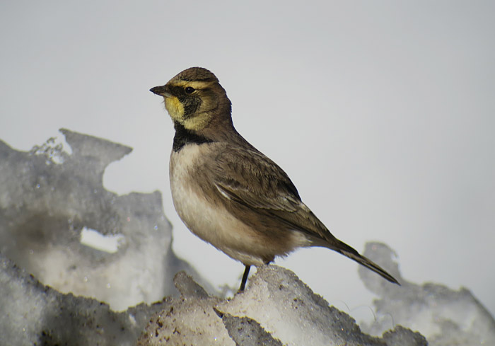 09_atlasohrenlerche_atlas-horned-lark_oukaimeden_marokko_2016-12-28_9851