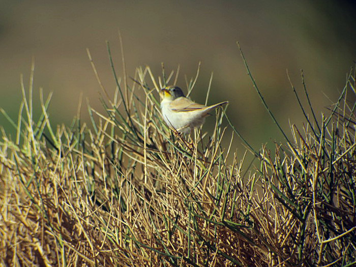 09_saharagrasmuecke_african-desert-warbler_erg-chebbi_2017-01-01_1211