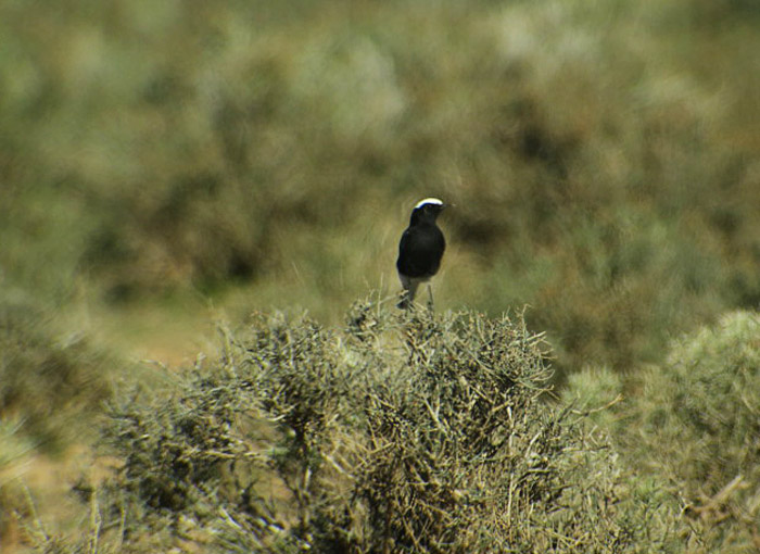 09_saharasteinschmaetzer_white-crowned-wheatear_marokko_2016-12-31_0936