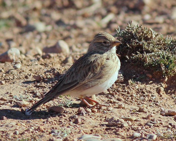 09_stummellerche_lesser-short-toed-lark_marokko_2016-12-30_daehne_043