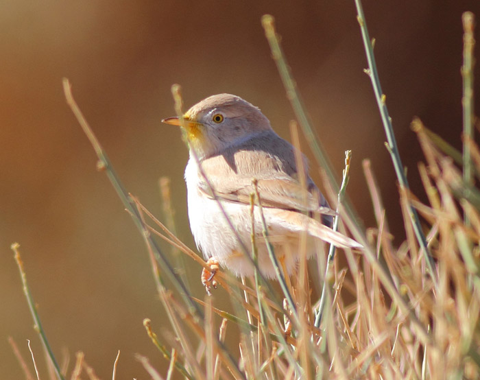 10_saharagrasmuecke_african-desert-warbler_erg-chebbi_jan2017_daehne_099