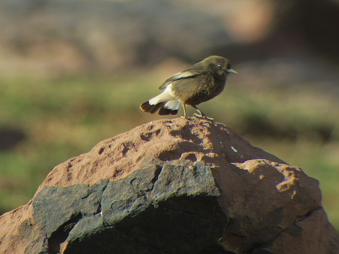 10_trauersteinschmaetzer_black_wheatear_oukaimeden_marokko_2016-12-28_9917