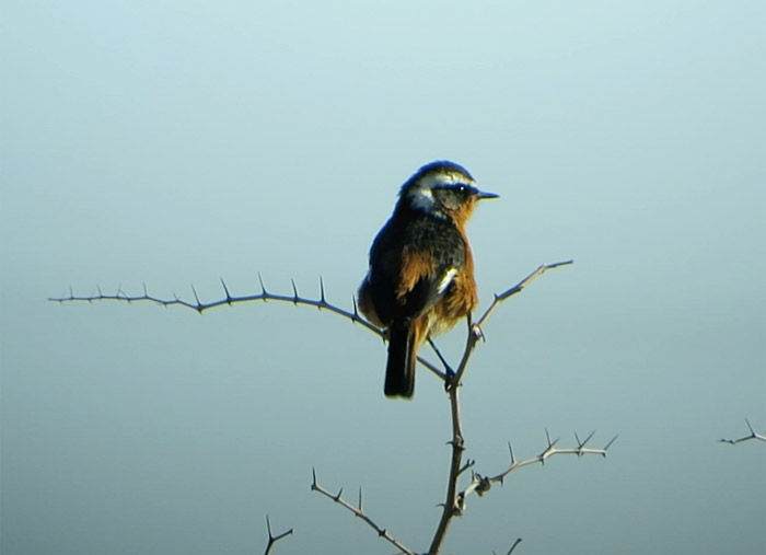 11_diademrotschwanz_moussiers-redstart_marokko_2016-12-31