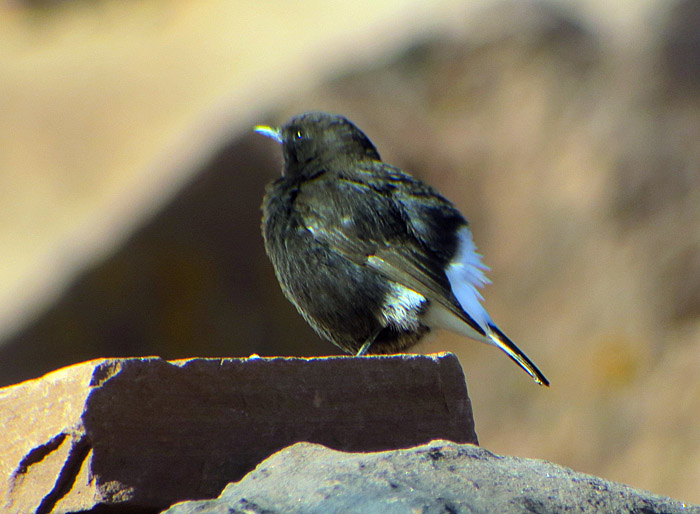 11_trauersteinschmaetzer_black_wheatear_oukaimeden_marokko_2016-12-28_9944