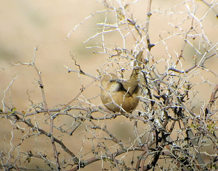 12_akaziendrossling_fulvous-babbler_marokko_2016-12-31