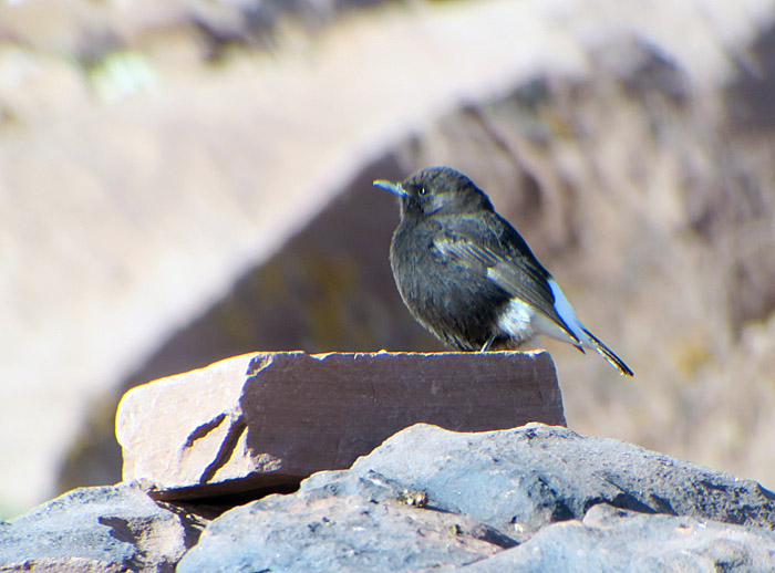 12_trauersteinschmaetzer_black_wheatear_oukaimeden_marokko_2016-12-28_9929