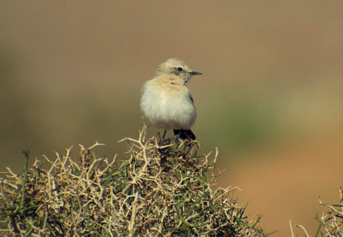 12_wuestensteinschmaetzer_desert-wheatear_erg-chebbi_marokko_jan2017_1231