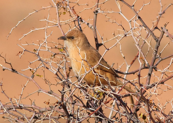 13_akaziendrossling_fulvous-babbler_marokko_2016-12-31_daehne_075