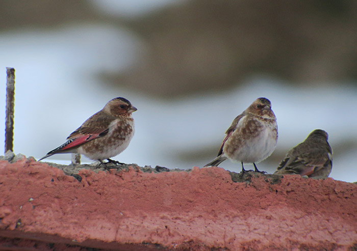 15_rotfluegelgimpel_crimson-winged-finch_oukaimeden_marokko_2016-12-28_0067