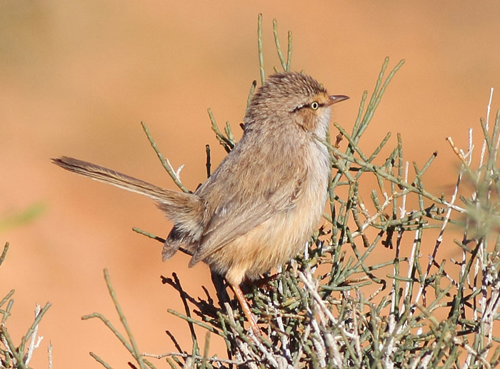 15_wuestenprinie_scrub-warbler_marokko_2016-12-31_daehne_078