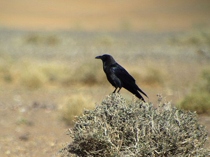 15_wuestenrabe_brown-necked-raven_erg-chebbi_2017-01-01_1272