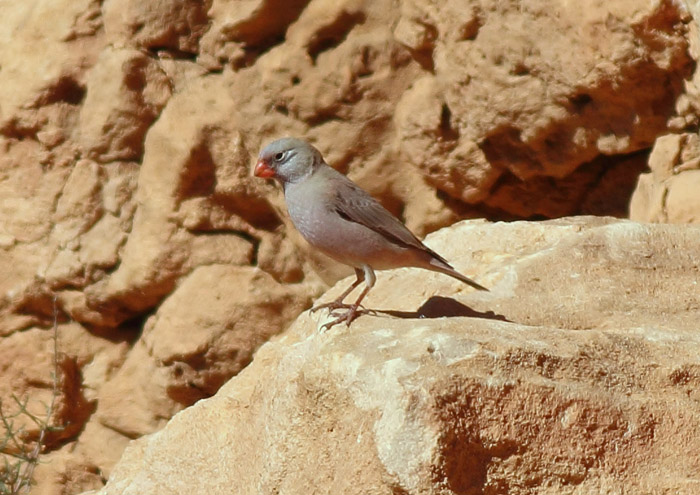 17_wuestengimpel_trumpeter_finch_marokko_daehne_059