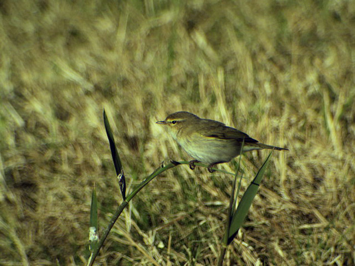 18_zilpzalp_chiffchaff_erg-chebbi_marokko_jan2017_1334