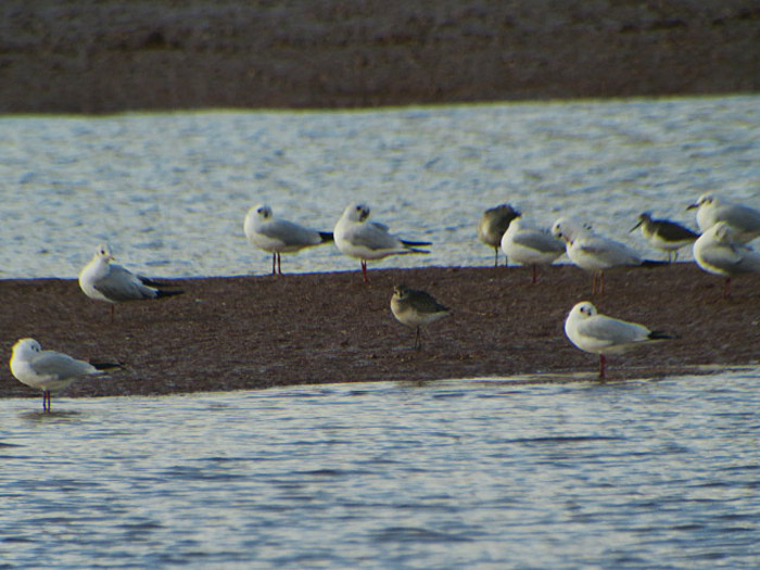 02_kiebitzregenpfeifer_grey-plover-souss_marokko-jan2017_2465