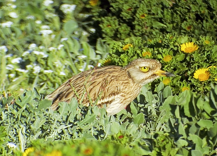 03_triel_eurasian-stone-curlew_marokko_2017-01-05_video