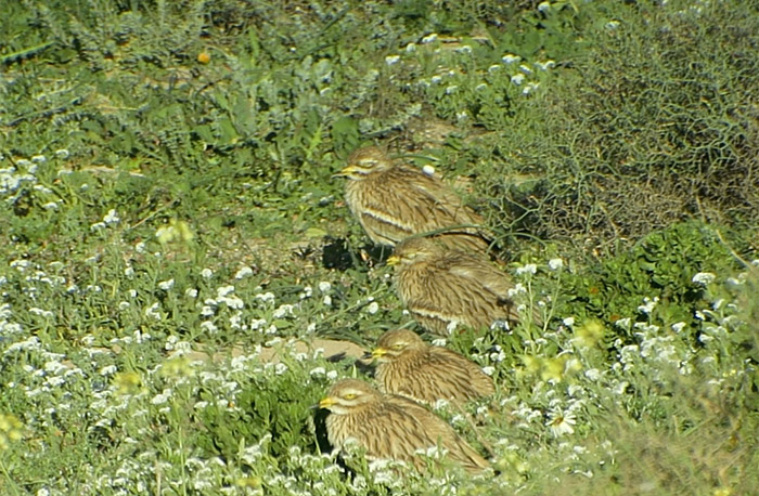 04_triel_eurasian-stone-curlew_marokko_2017-01-05_video