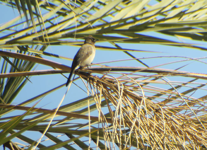 06_graubuelbuel_common-bulbul_souss_2017-01-04_1940