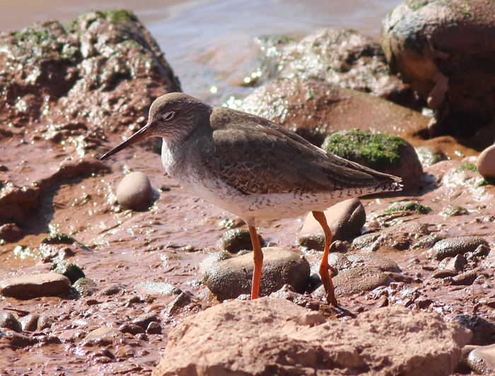 06_rotschenkel_common-redshank_souss_marokko_jan2017_daehne_183