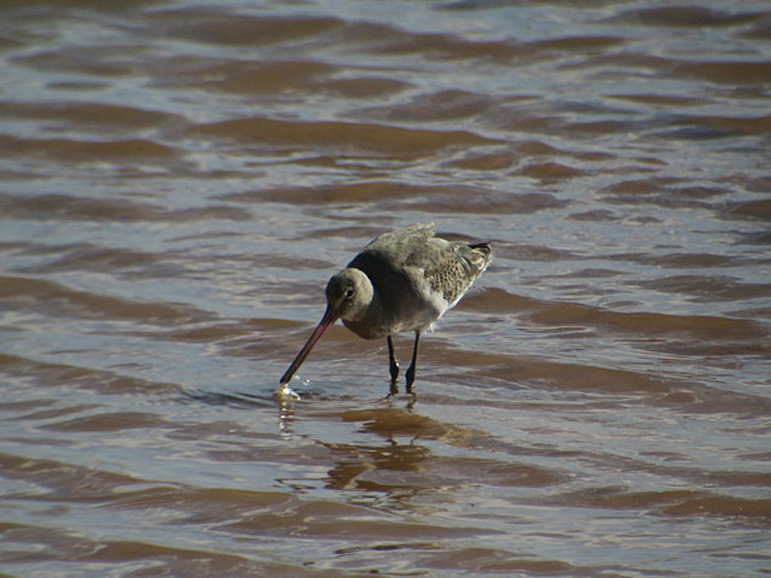 09_uferschnepfe_black-tailed-godwit_oued-souss_marokko_2016-01-06_2554