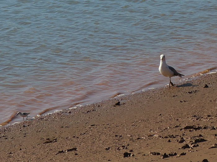 10_sanderling_grossmoewe_ouss_agadir_jan2017_2578