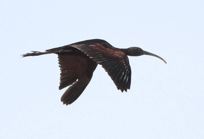 10_sichler_glossy-ibis_marokko_jan2017_daehne_160