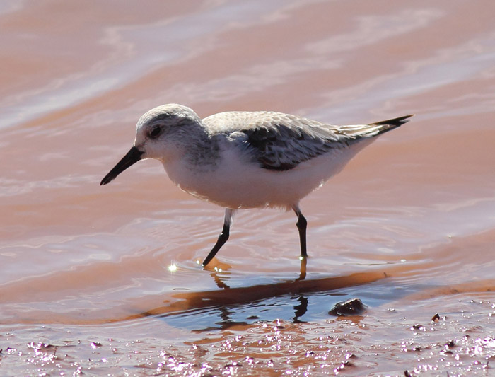 10b_sanderling_souss_marokko_jan17_daehne_186