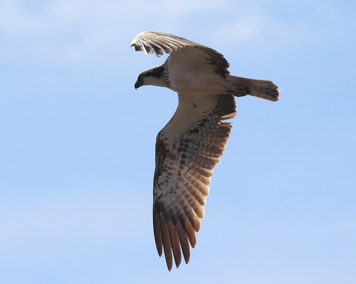 11_fischadler_osprey_oued-souss_marokko_2016-01-06_daehne_184