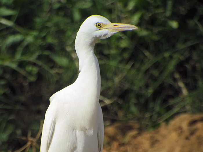 15_kuhreiher_cattle-egret_marokko_2017-01-05_2311