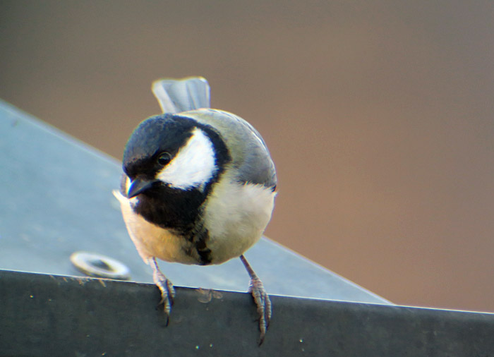 05_kohlmeise_ostfriedhof_mue_2017-03-30_4531