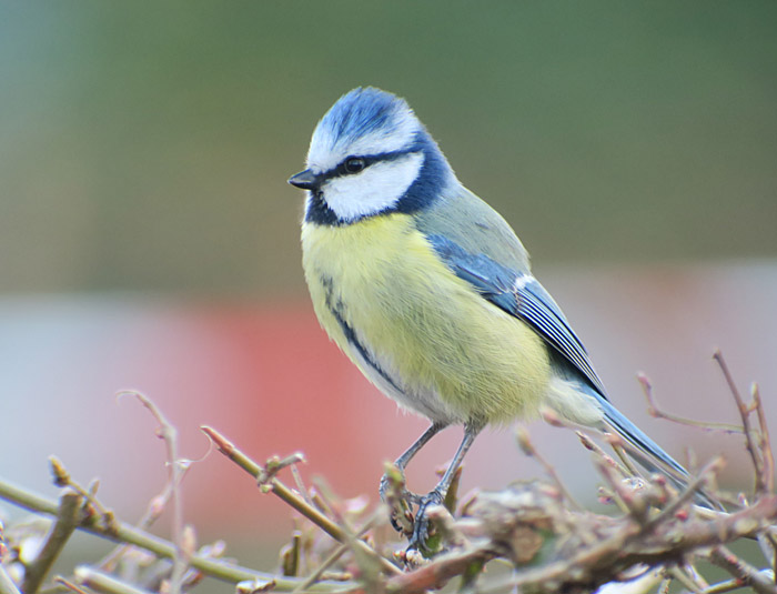 07_blaumeise_ostfriedhof_mue_2017-03-30_4540