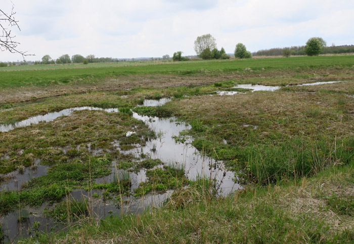 07_vogelfreistaette_eittingerweiher__2017-04-23_5094