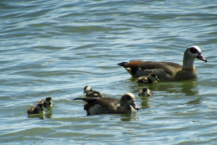 02_nilgans_pulli_ismaninger_2017-05-06_5640