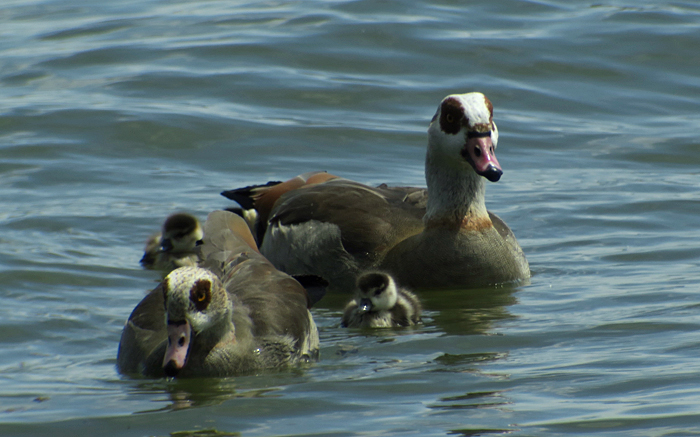 03_nilgans_pulli_ismaninger_2017-05-06_5642