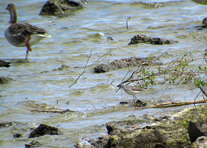 04_gruenschenkel_bruchwasserlaeufer_ismaninger_2017-05-06_5676