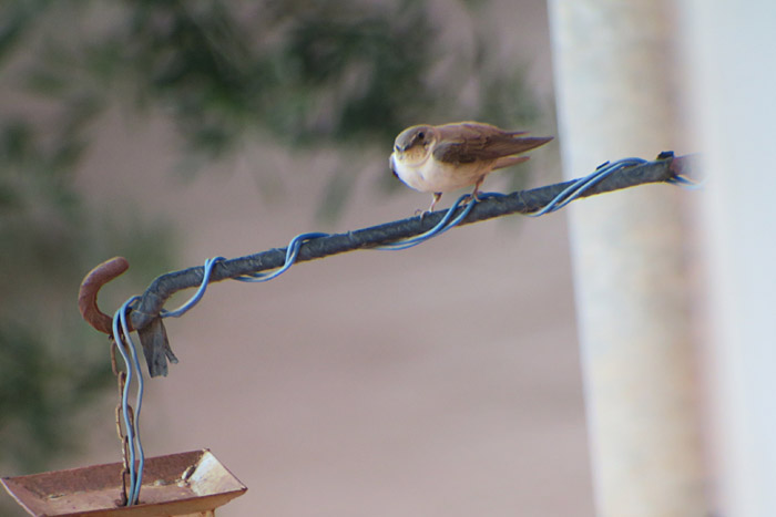 07_felsenschwalbe_crag-martin_morocco_2017-05-21_6148