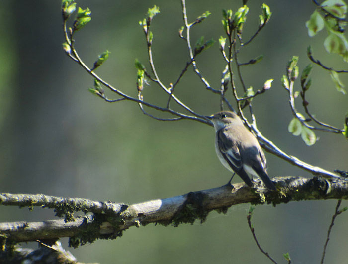 09_trauerschnaepper_isarauen_2017-04-30_5513