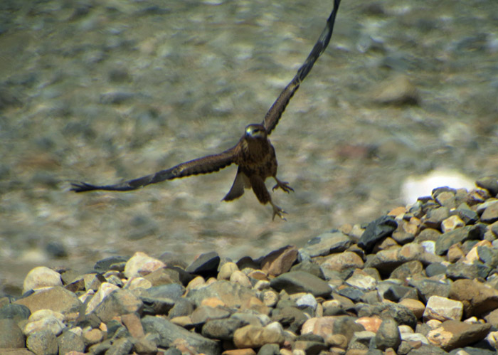 10_adlerbussard-long-legged-buzzard_morocco_may17_6180