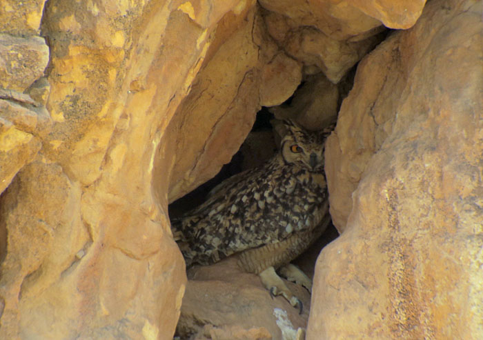 11a_pharaoh-eagle-owl_maroc_may2017_6187